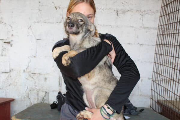SINY - reserviert Tierhilfe Lebenswert DR 03.11. - vermittelt – Bild 3