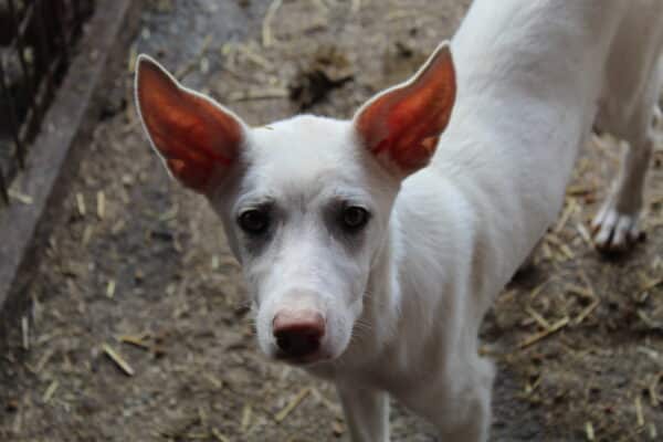 VALENTINE - reserviert Tierhilfe Lebenswert DR 21.10. - vermittelt
