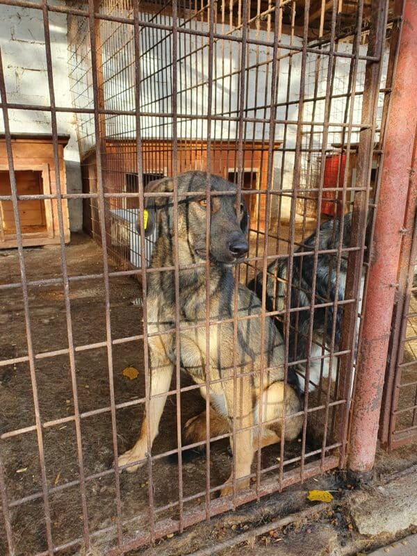 EDITH - Notfall - Mobbingopfer - reserviert Tierhilfe Lebenswert DR 13.11. - vermittelt – Bild 3