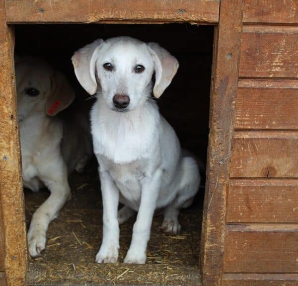 BLANCA - reserviert Tierhilfe Lebenswert - vermittelt – Bild 2