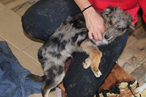 BLUE  – reserviert Tierhilfe Lebenswert DR 31.10. - vermittelt – Bild 3