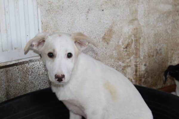 CINDERELLA - sollte schnellstmöglich ausreisen - reserviert Tierhilfe Lebenswert DR 03.02. - vermittelt – Bild 2