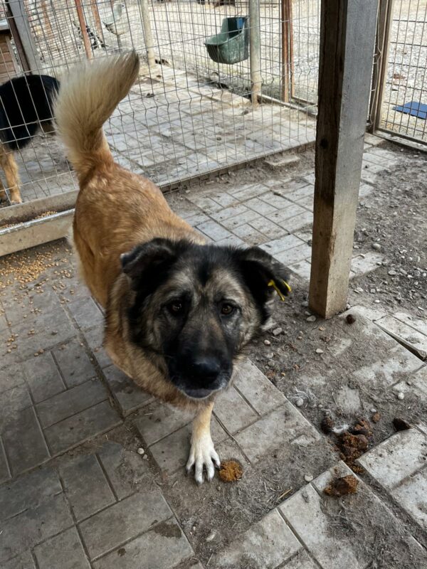 BELLINA (♀) – Bild 9