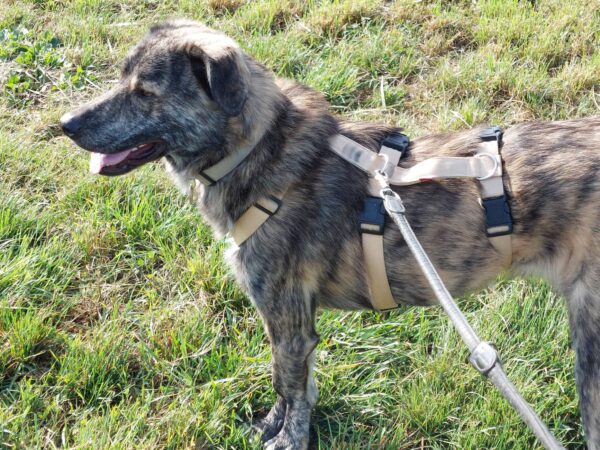 LUCIO - Gnadenplatzhund seit dem 31.08.2024 – Bild 7