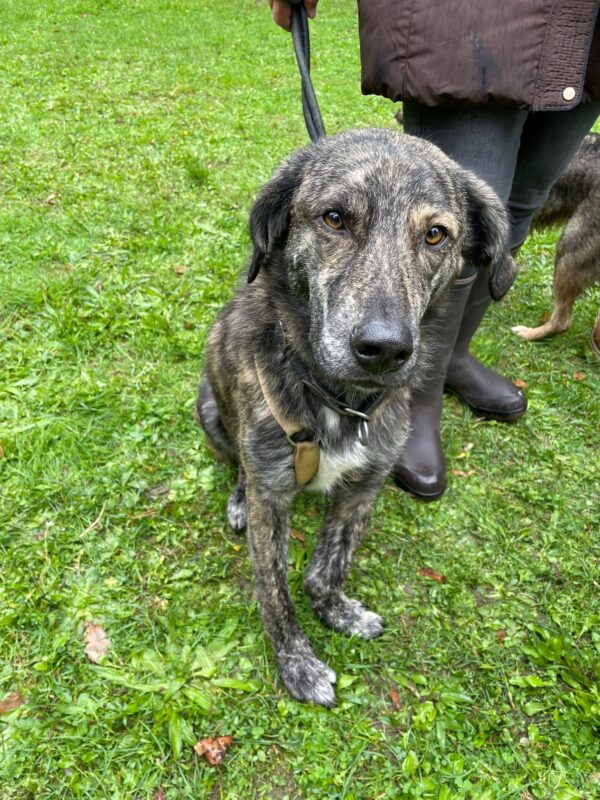 LUCIO - Gnadenplatzhund seit dem 31.08.2024 – Bild 2