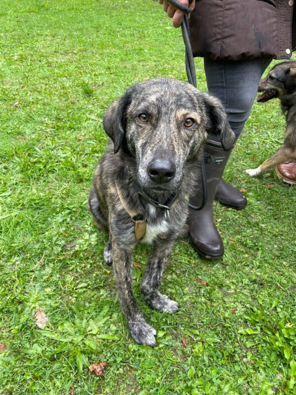 LUCIO - Gnadenplatzhund seit dem 31.08.2024 – Bild 3