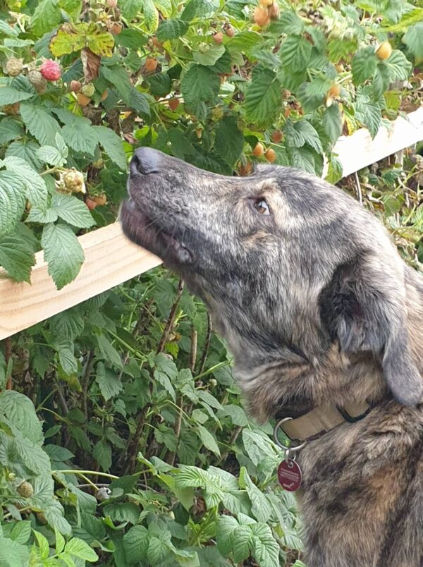 LUCIO - Gnadenplatzhund seit dem 31.08.2024 – Bild 10