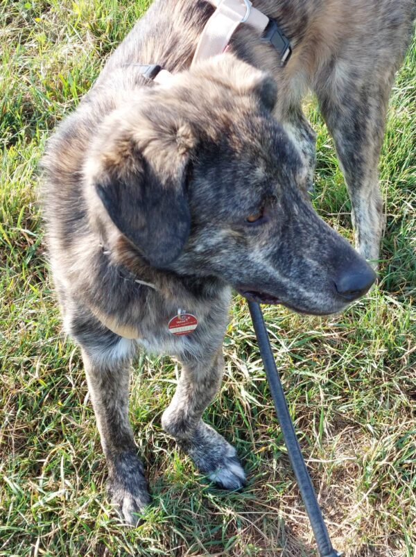 LUCIO - Gnadenplatzhund seit dem 31.08.2024 – Bild 8