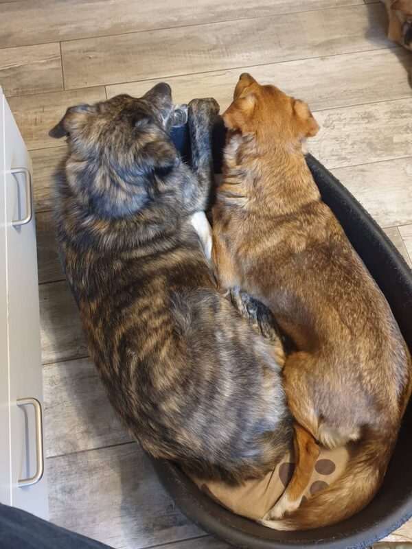 LUCIO - Gnadenplatzhund seit dem 31.08.2024 – Bild 9