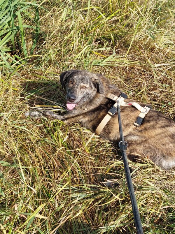LUCIO - Gnadenplatzhund seit dem 31.08.2024 – Bild 6