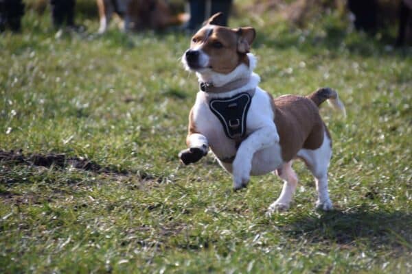 Theo (Gismo) in 24241 Schierensee, Holst *vermittelt* – Bild 6