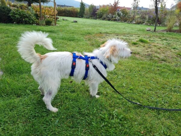 Suzie in 35684 Dillenburg *vermittelt* – Bild 7