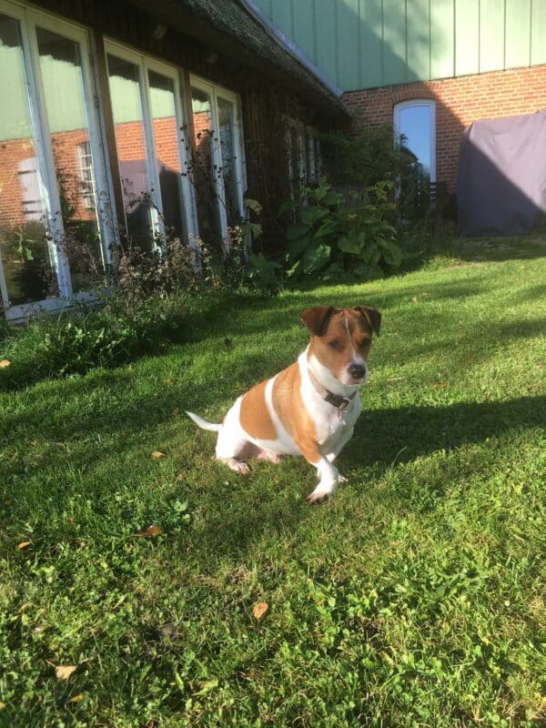 Theo (Gismo) in 24241 Schierensee, Holst *vermittelt* – Bild 8