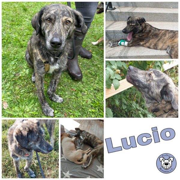 LUCIO - Gnadenplatzhund seit dem 31.08.2024