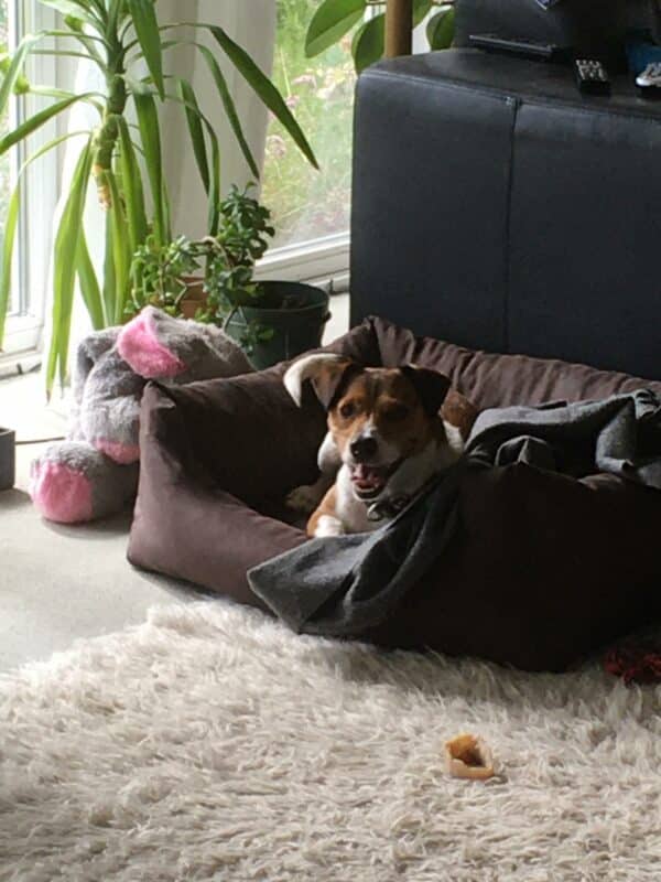 Theo (Gismo) in 24241 Schierensee, Holst *vermittelt* – Bild 2