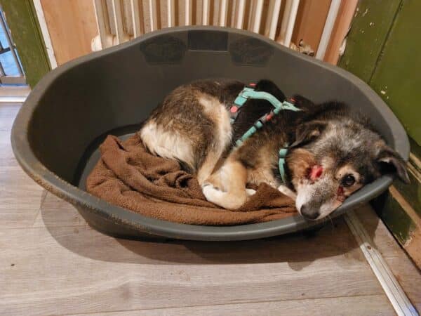 LIZZY - Gnadenplatzhund seit dem 08.10.2022 – Bild 3