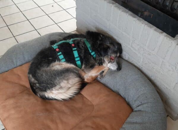 LIZZY - Gnadenplatzhund seit dem 08.10.2022 – Bild 4