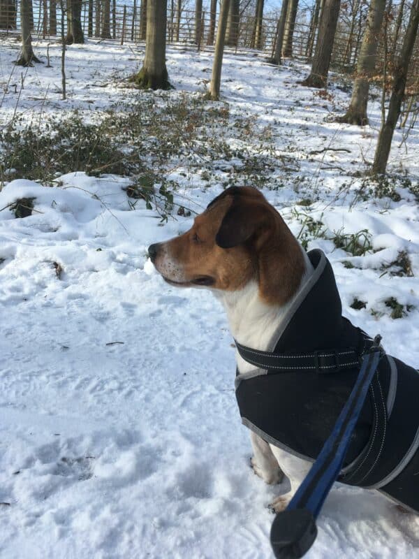 Theo (Gismo) in 24241 Schierensee, Holst *vermittelt* – Bild 3