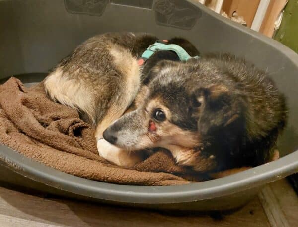 LIZZY - Gnadenplatzhund seit dem 08.10.2022 – Bild 2