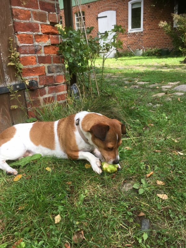 Theo (Gismo) in 24241 Schierensee, Holst *vermittelt* – Bild 5
