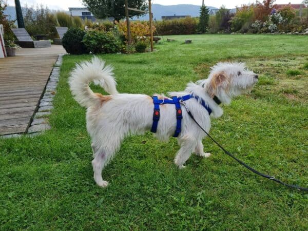 Suzie in 35684 Dillenburg *vermittelt* – Bild 8