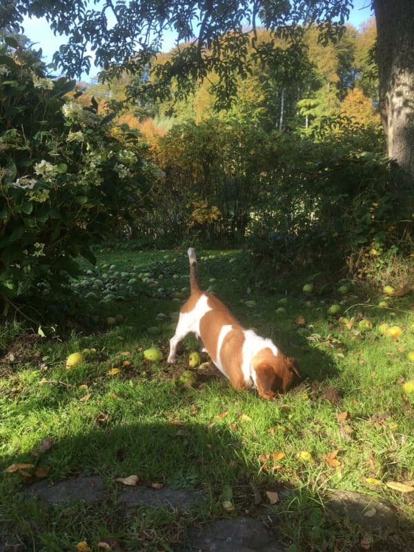 Theo (Gismo) in 24241 Schierensee, Holst *vermittelt* – Bild 10