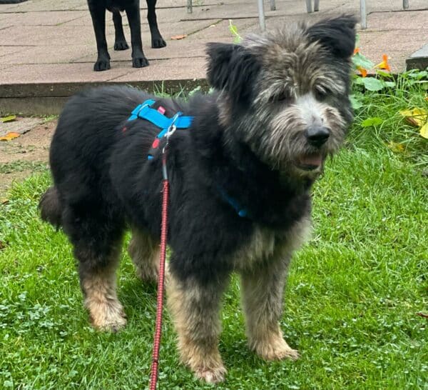 Berna in 45481 Mülheim *vermittelt* – Bild 4