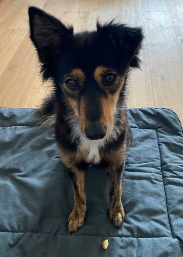 Tilly in 69123 Heidelberg *vermittelt* – Bild 3