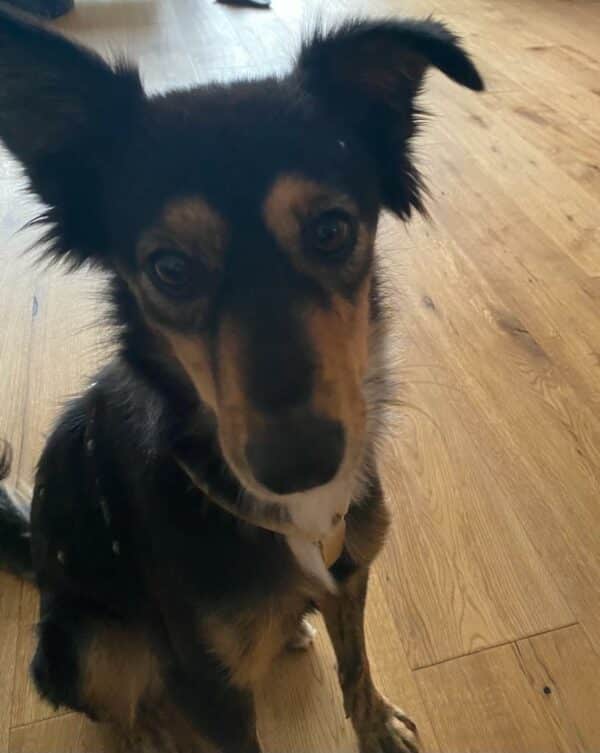 Tilly in 69123 Heidelberg *vermittelt* – Bild 8