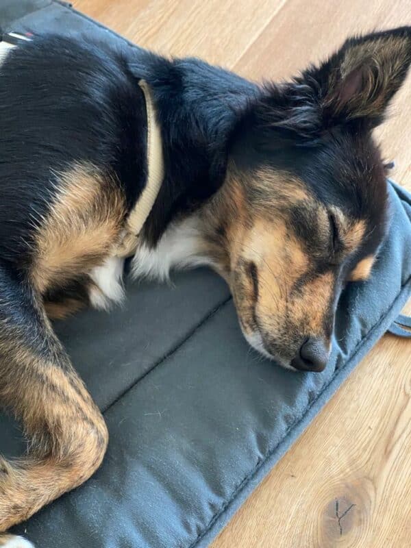 Tilly in 69123 Heidelberg *vermittelt* – Bild 12