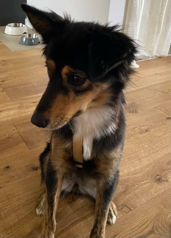 Tilly in 69123 Heidelberg *vermittelt* – Bild 10