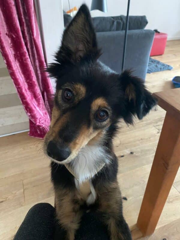 Tilly in 69123 Heidelberg *vermittelt* – Bild 5