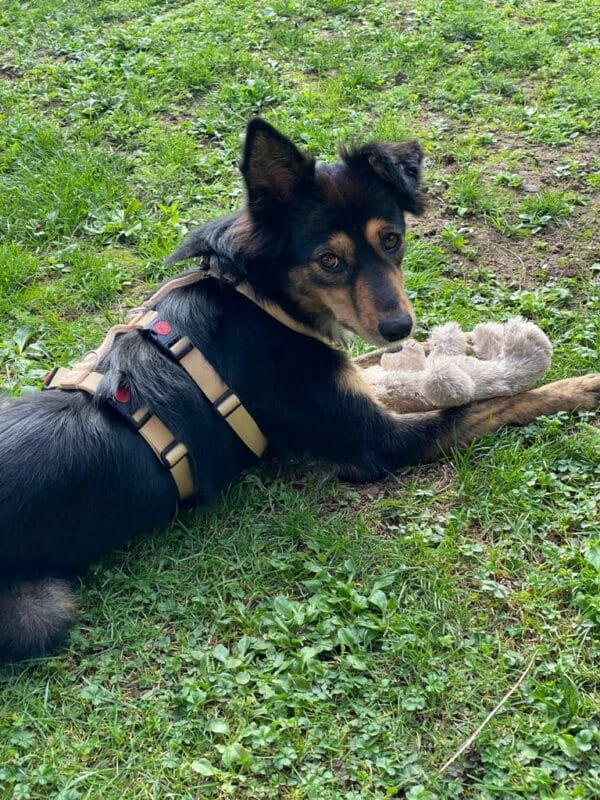 Tilly in 69123 Heidelberg *vermittelt* – Bild 11