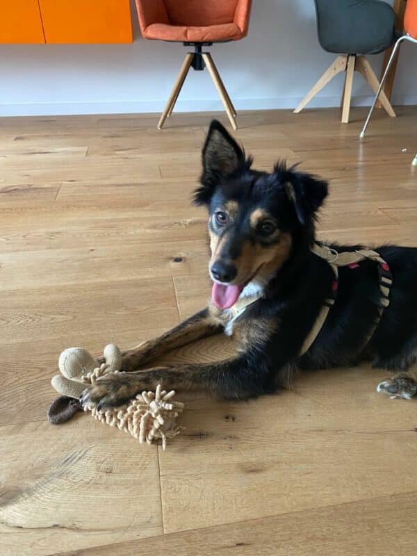 Tilly in 69123 Heidelberg *vermittelt* – Bild 4
