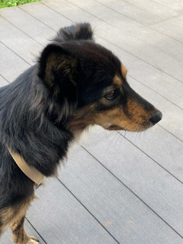 Tilly in 69123 Heidelberg *vermittelt* – Bild 6