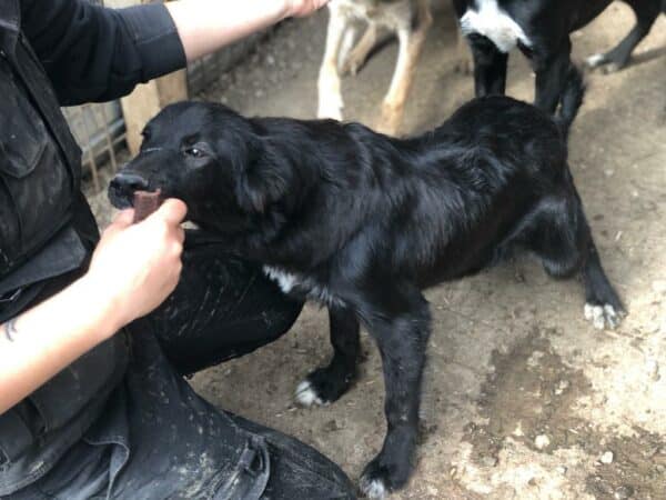 MIK - reserviert Hundescheune Fläming vermittelt – Bild 4
