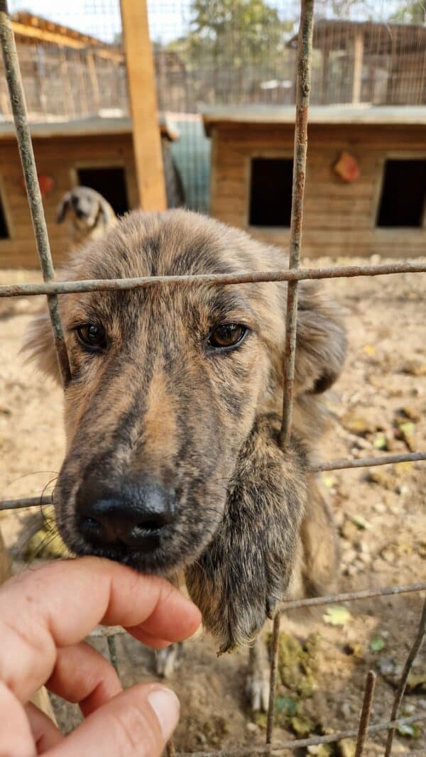 FINNY - reserviert Tierhilfe Lebenswert DR 21.10. - vermittelt – Bild 4