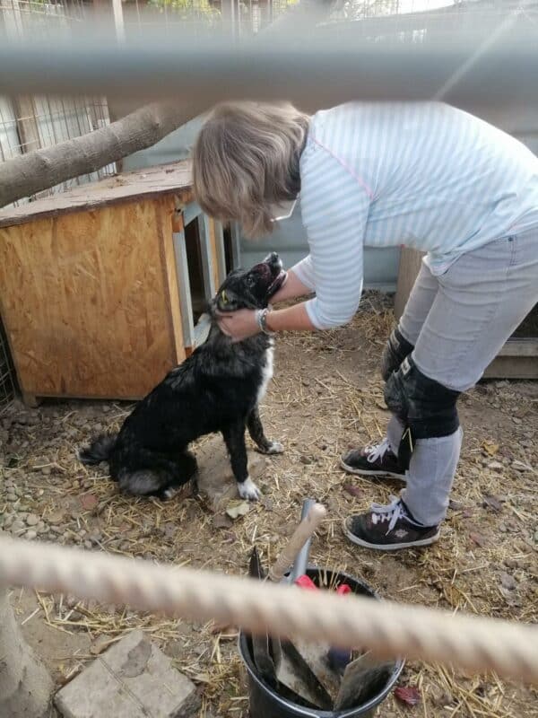 NURIA - reserviert Tierhilfe Lebenswert DR 02.11. - vermittelt – Bild 4
