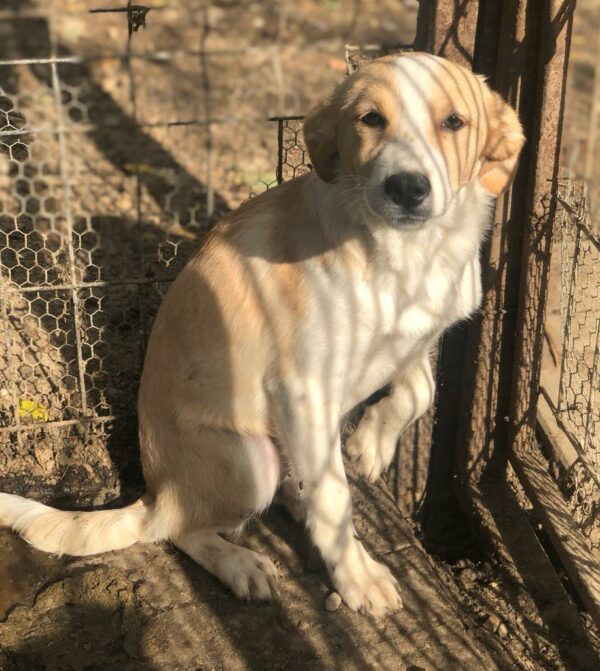 SINJA - reserviert 4animals vermittelt – Bild 4