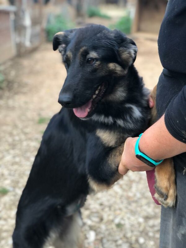 EMMIE (*EMMA) - reserviert für Tierhilfe Lebenswert vermittelt – Bild 4