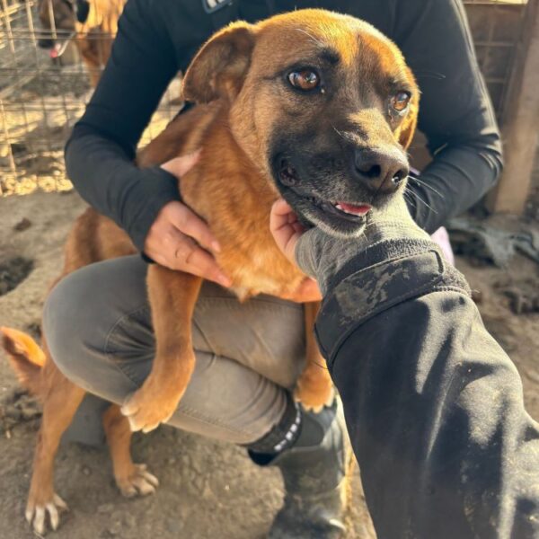 HELIA (♀) - ausgereist zu Tiere in Not Odenwald (PM) – Bild 5