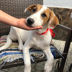 MAJA - in Rumänien vermittelt 11/22