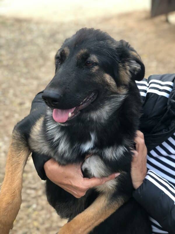 EMMIE (*EMMA) - reserviert für Tierhilfe Lebenswert vermittelt – Bild 5
