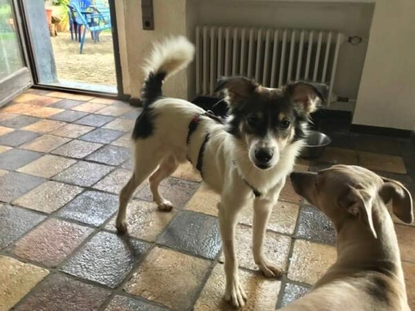 Carlchen in 57632 Ziegenhain - vermittelt - – Bild 5