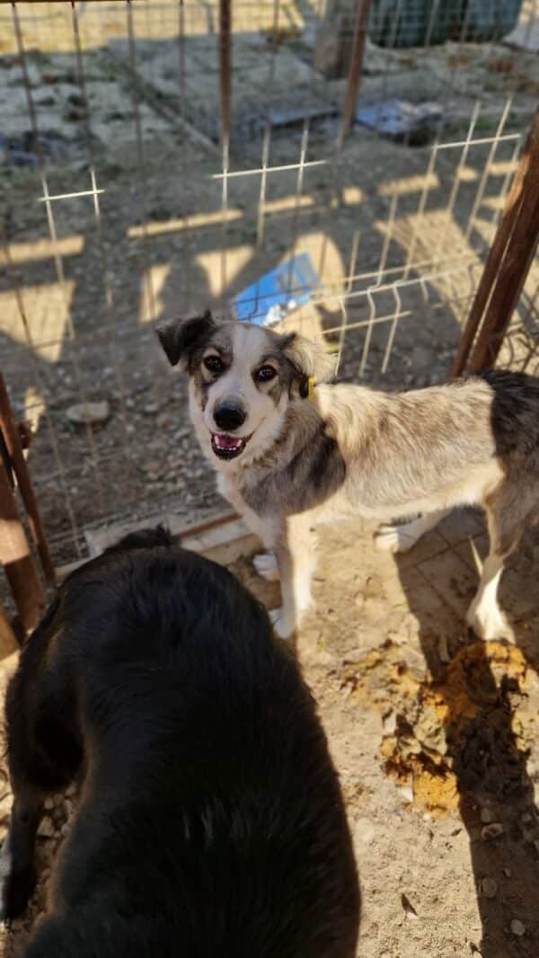 MALIJA - reserviert Betty - vermittelt – Bild 6