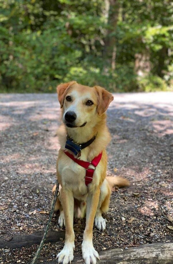 Freddy in 73655 Plüderhausen - vermittelt – Bild 6