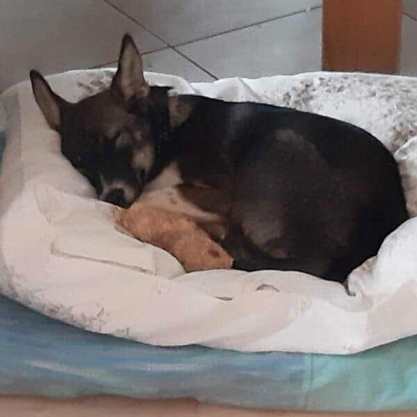 Matilda in 82223 Eichenau *vermittelt* – Bild 2