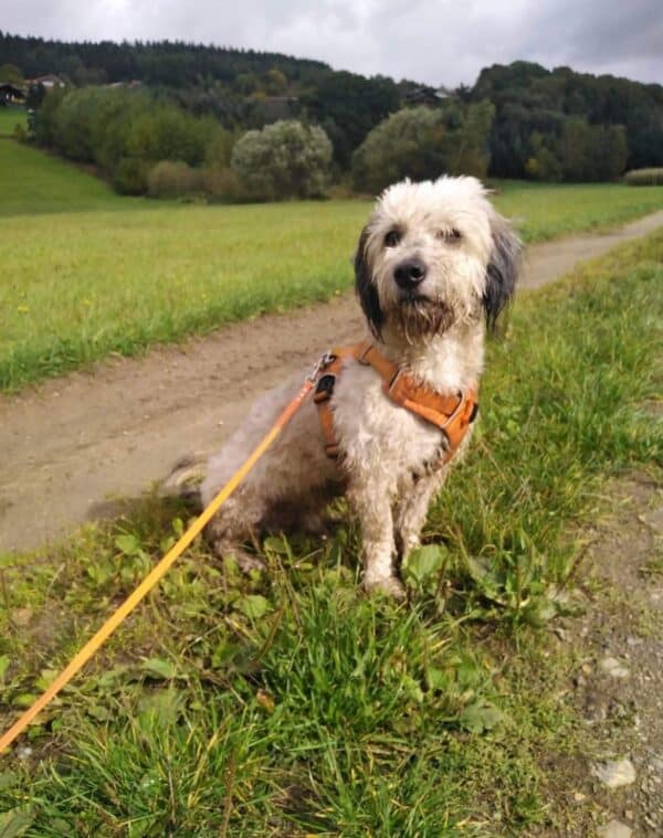 Feifel in 93470 Lohberg *vermittelt* – Bild 2