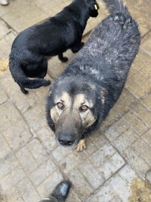 LILLA - seelischer Notfall - reserviert Betty  - vermittelt – Bild 3