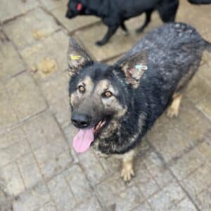 LILLA - seelischer Notfall - reserviert Betty  - vermittelt